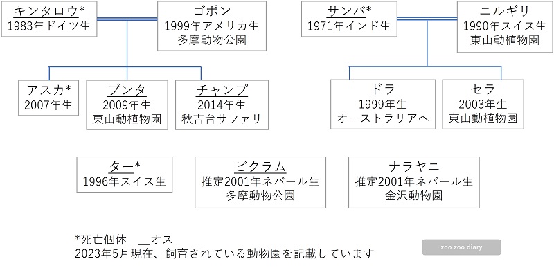 日本にいるインドサイの相関図　家系図